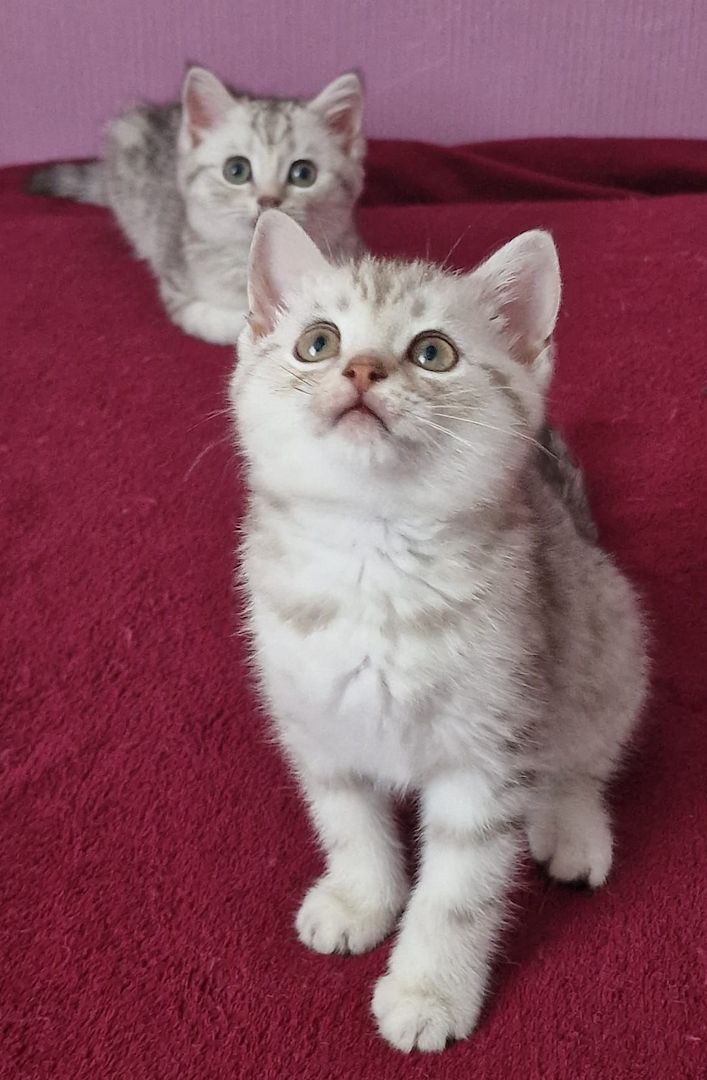 2 Süße BKH Kitten Silver-Black Tabby