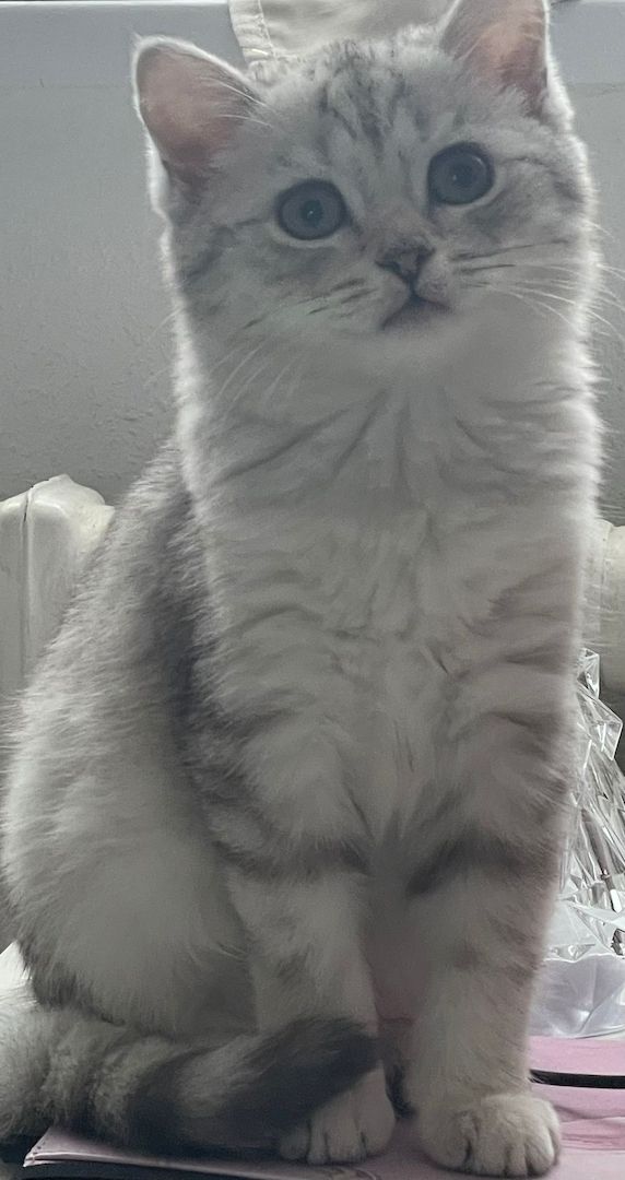 2 Süße BKH Kitten Silver-Black Tabby