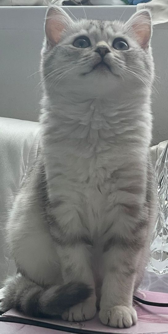 2 Süße BKH Kitten Silver-Black Tabby