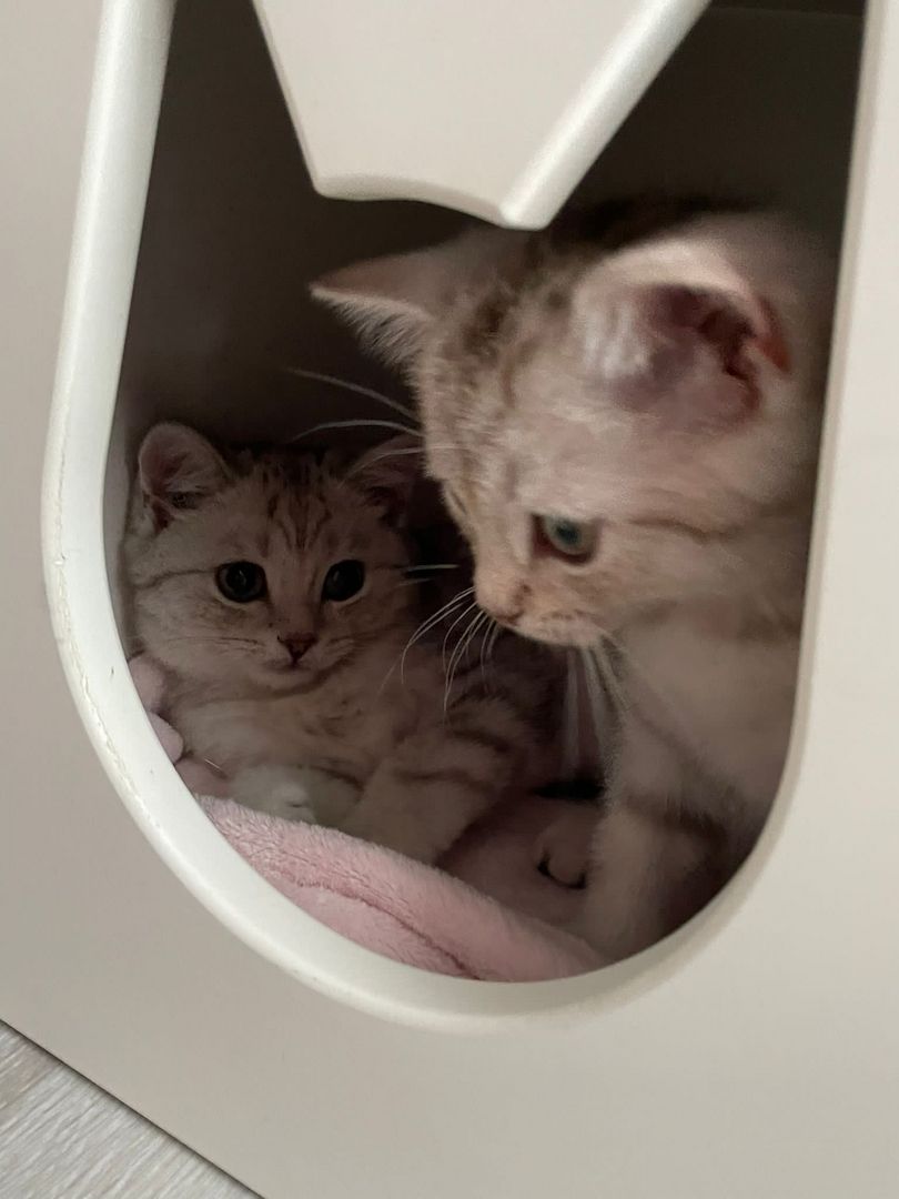 2 Süße BKH Kitten Silver-Black Tabby