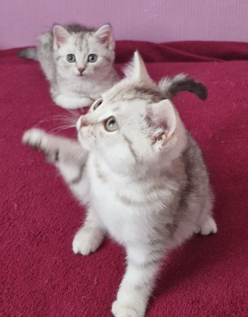 2 Süße BKH Kitten Silver-Black Tabby