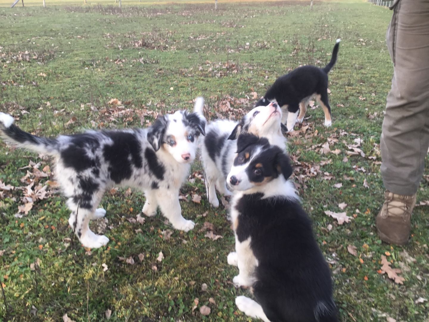 Australian Shepherd Welpen Australian Shepherd Welpen