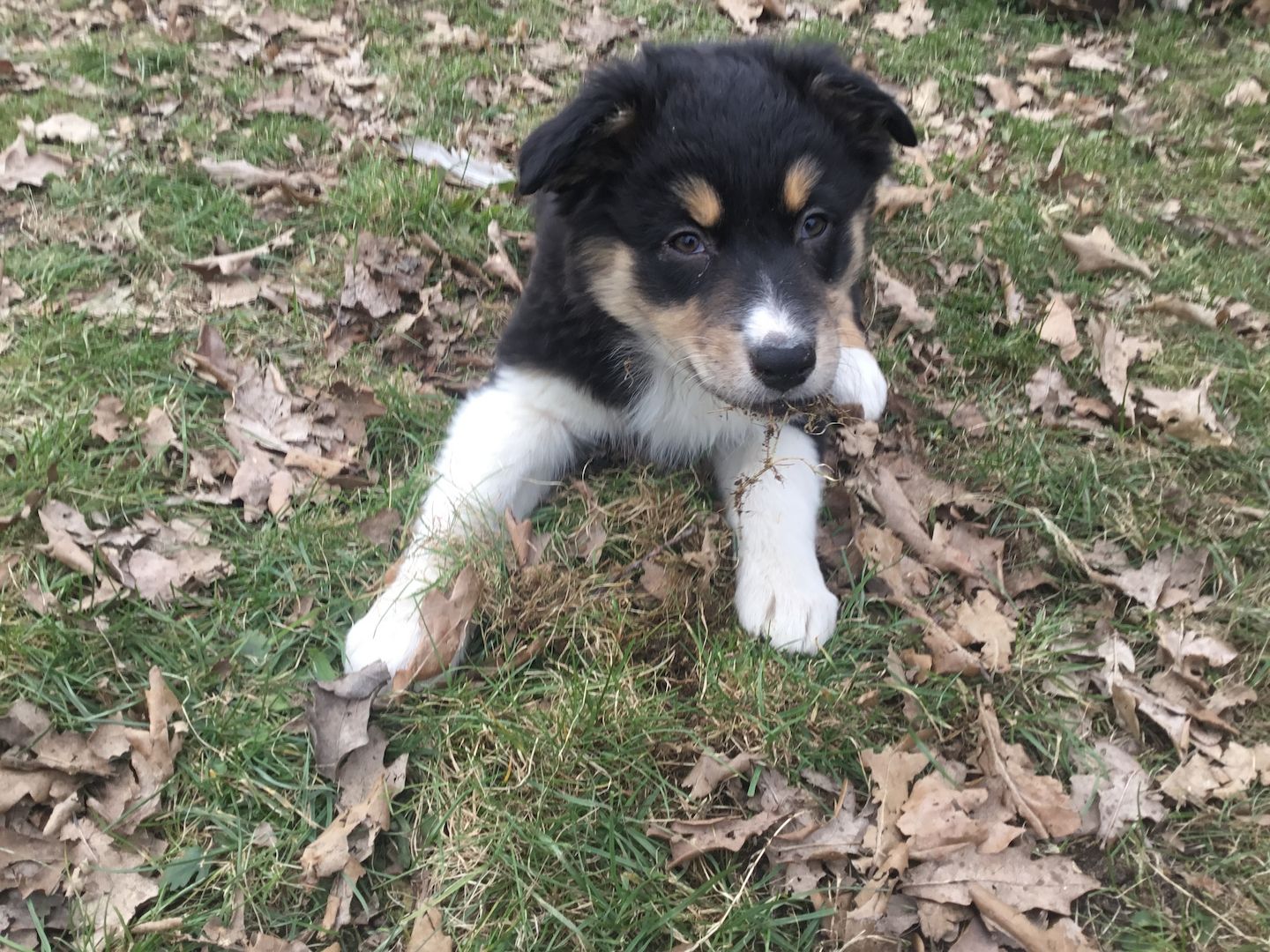 Australian Shepherd Welpen Australian Shepherd Welpen