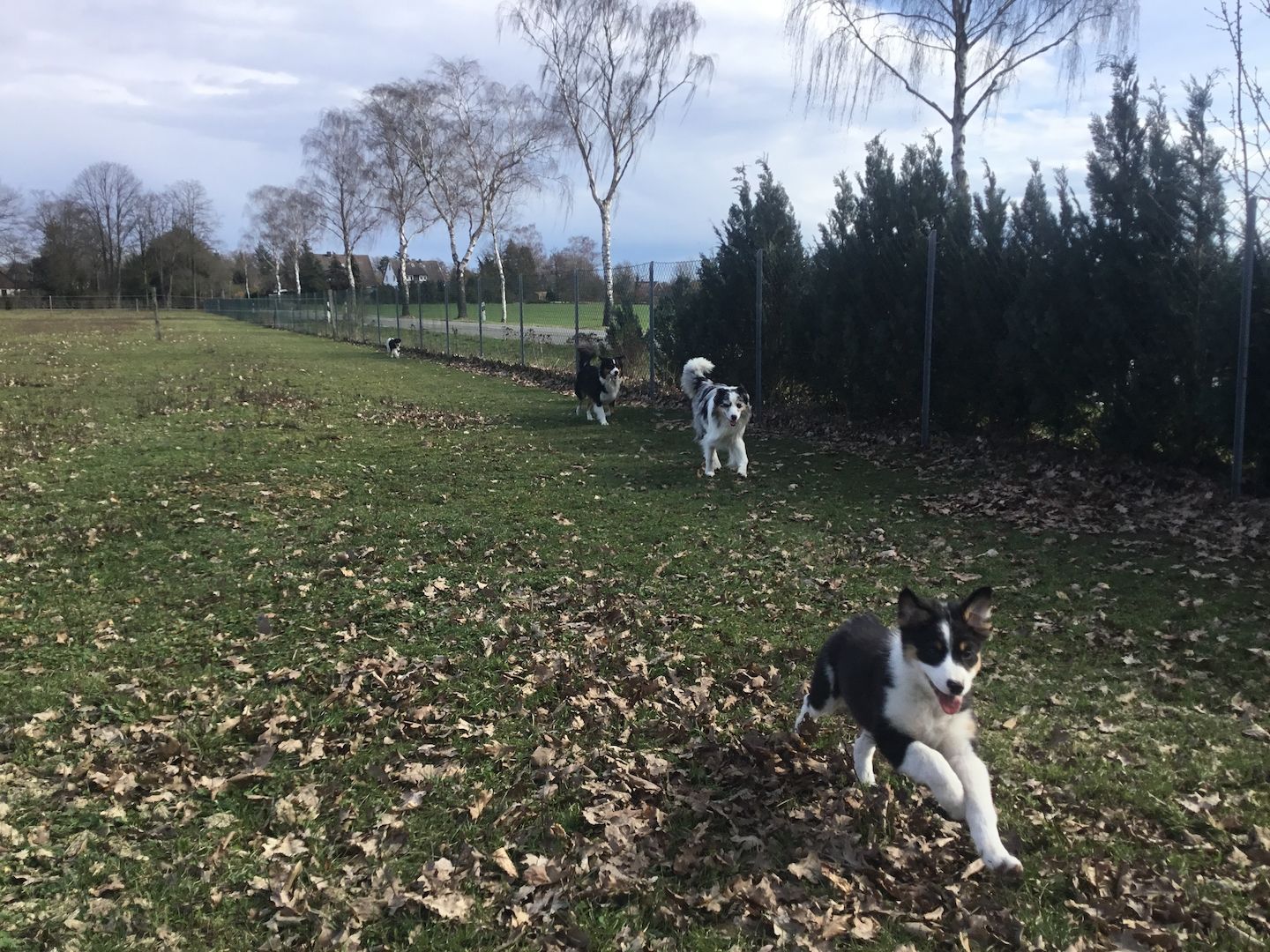 Australian Shepherd Welpen Australian Shepherd Welpen