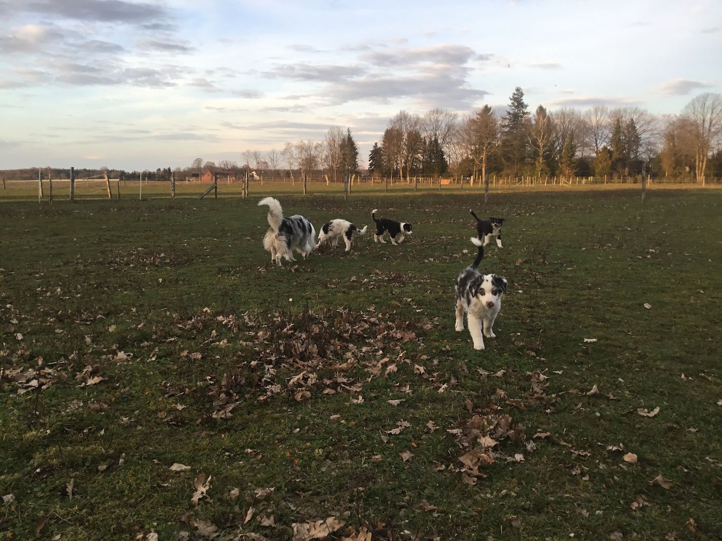 Australian Shepherd Welpen Australian Shepherd Welpen
