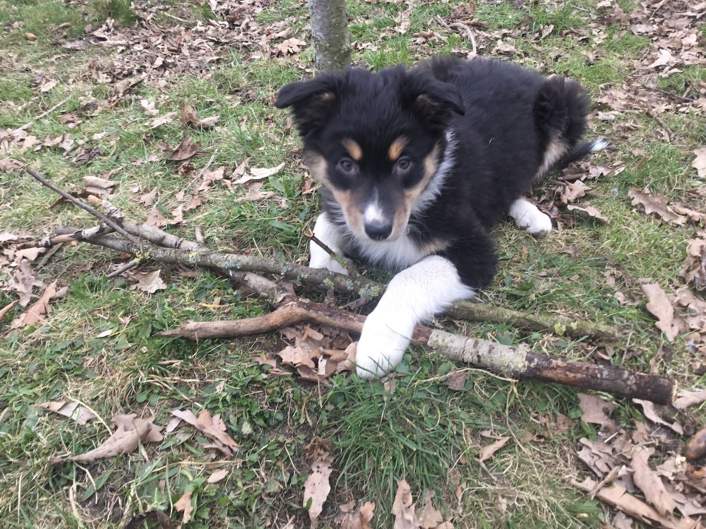 Australian Shepherd Welpen Australian Shepherd Welpen