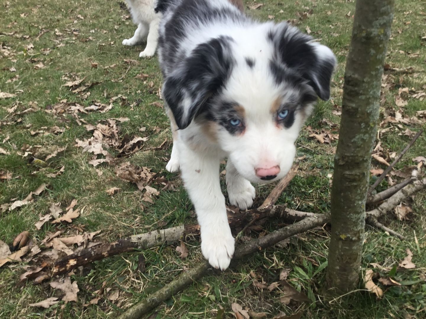 Australian Shepherd Welpen Australian Shepherd Welpen