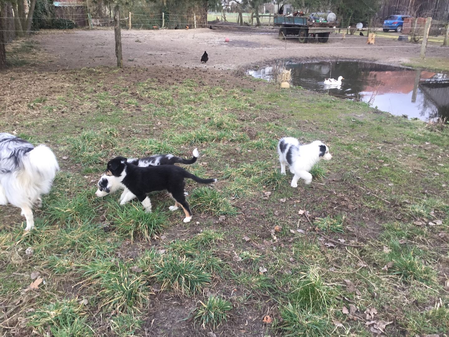 Australian Shepherd Welpen Australian Shepherd Welpen