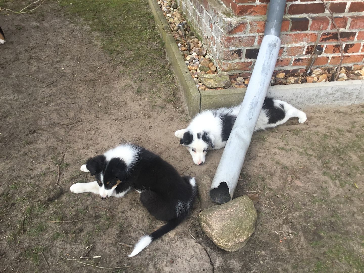 Australian Shepherd Welpen Australian Shepherd Welpen