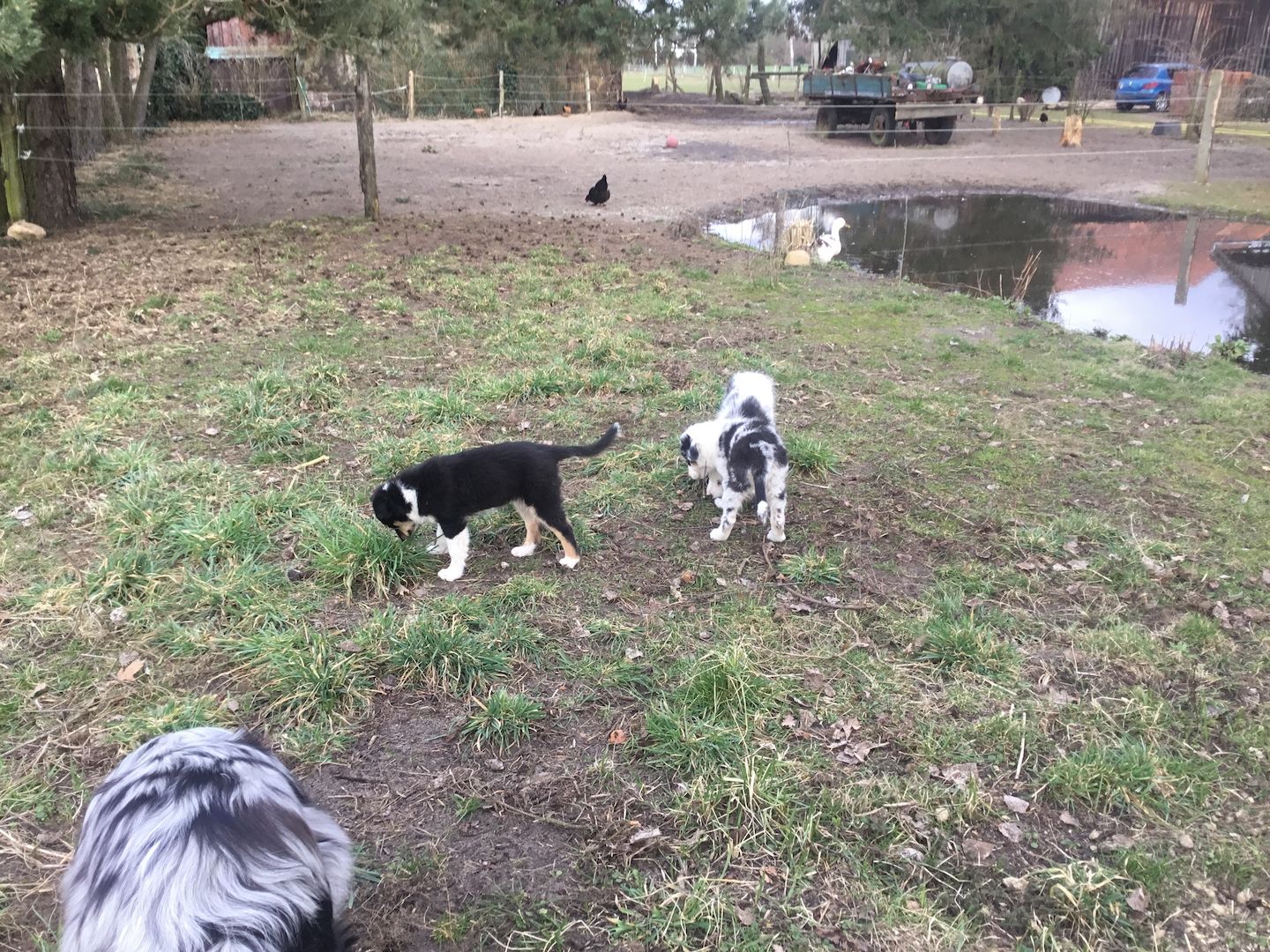 Australian Shepherd Welpen Australian Shepherd Welpen