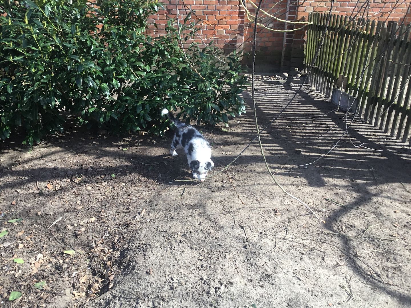 Australian Shepherd Welpen Australian Shepherd Welpen