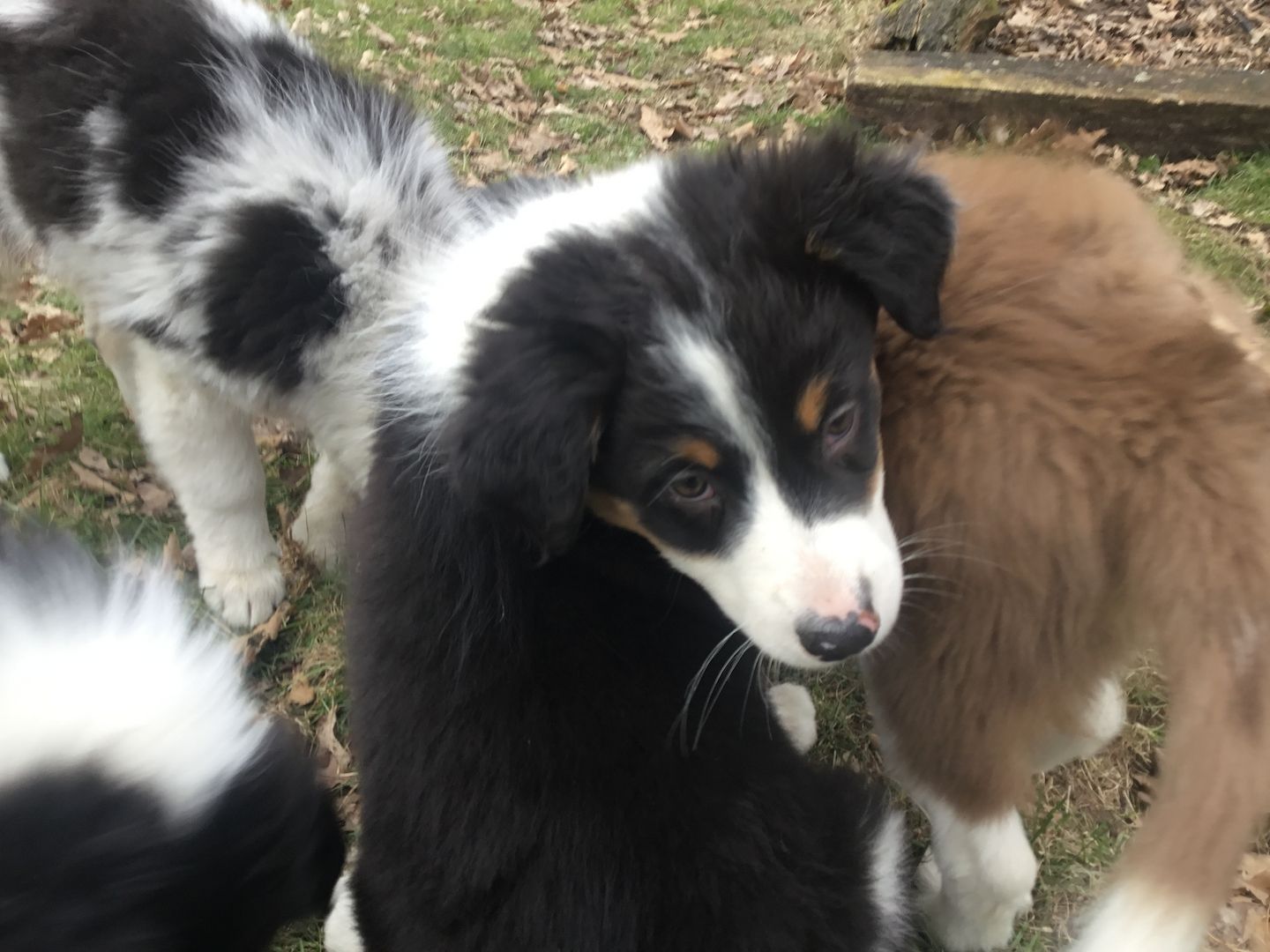 Australian Shepherd Welpen Australian Shepherd Welpen