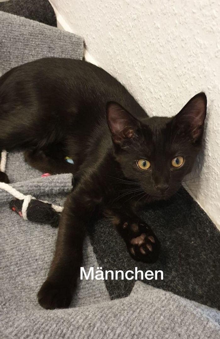 Edelmix Siam und Heilige Birma Kitten Edelmix Siam und Heilige Birma Kitten