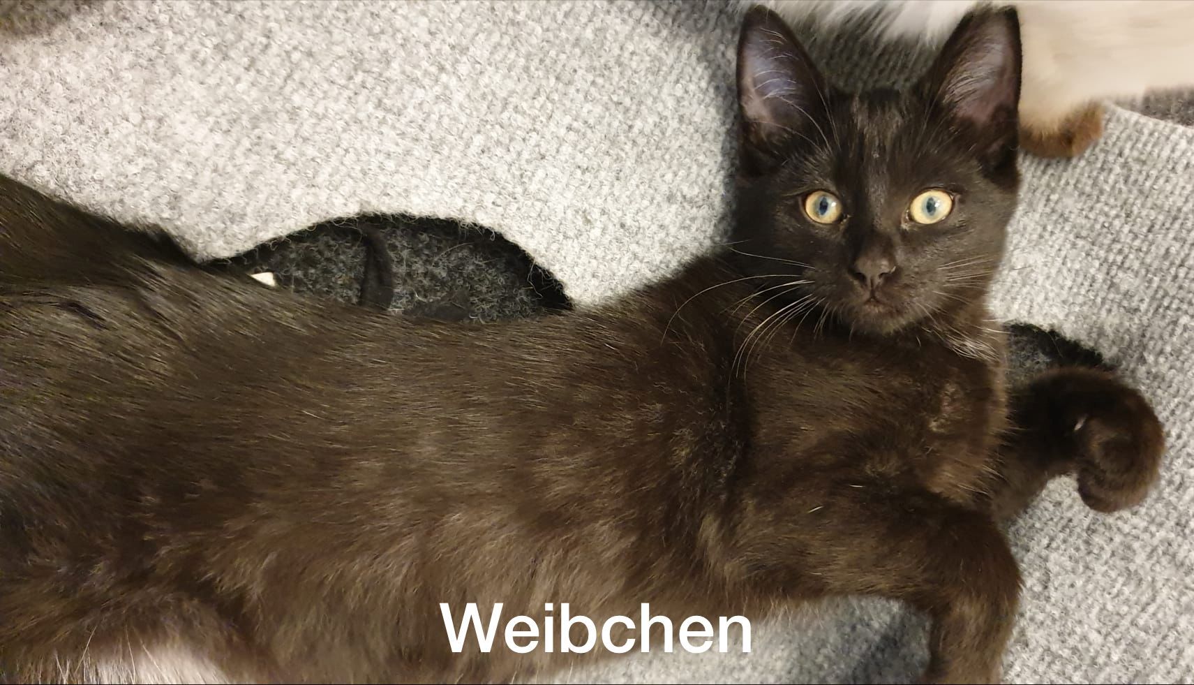 Edelmix Siam und Heilige Birma Kitten Edelmix Siam und Heilige Birma Kitten