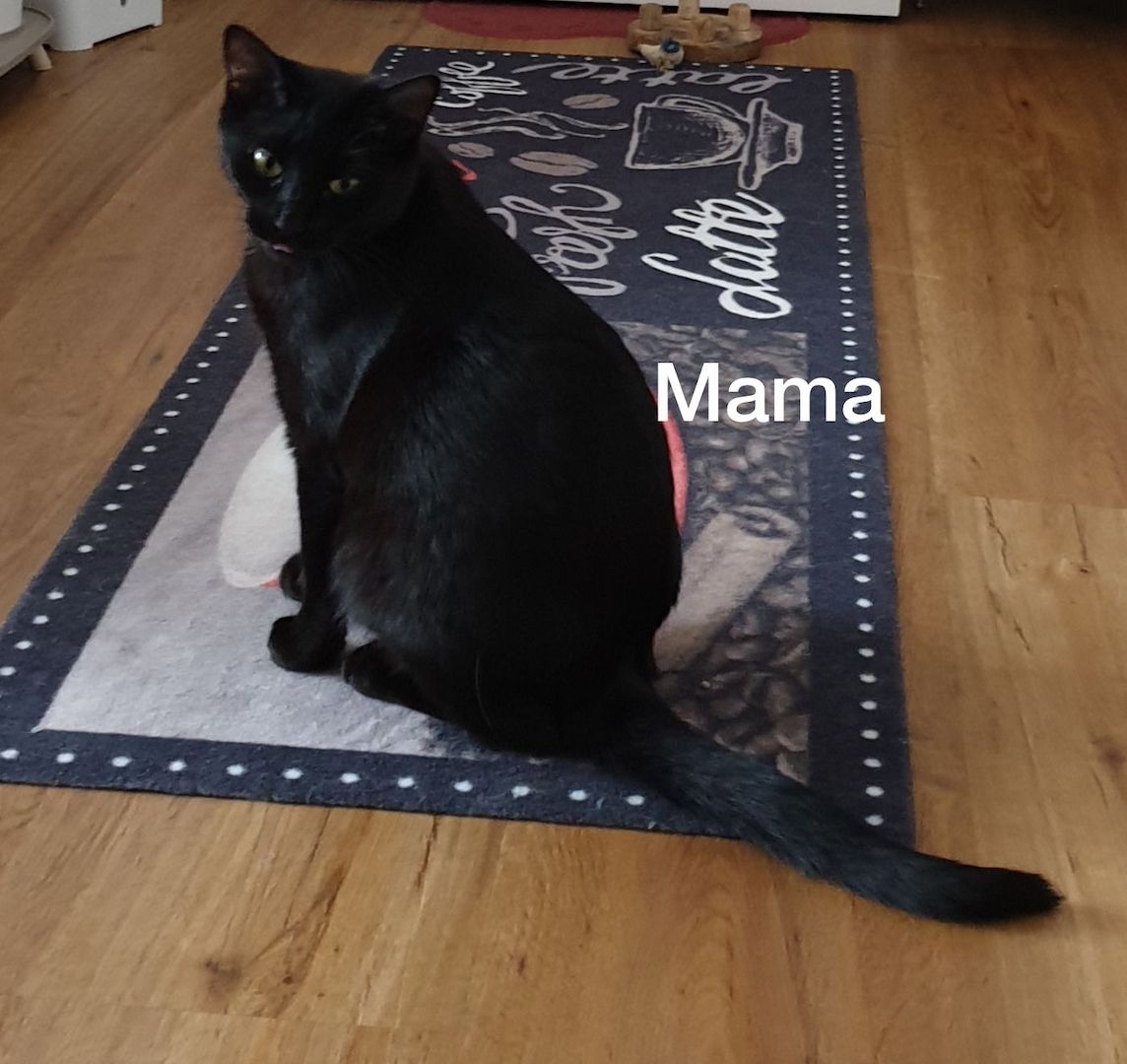 Edelmix Siam und Heilige Birma Kitten Edelmix Siam und Heilige Birma Kitten