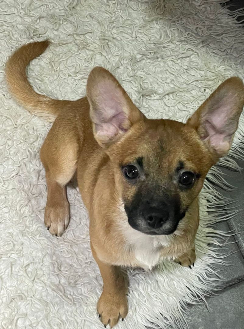 Bullispitz suchen ein neues Zuhause