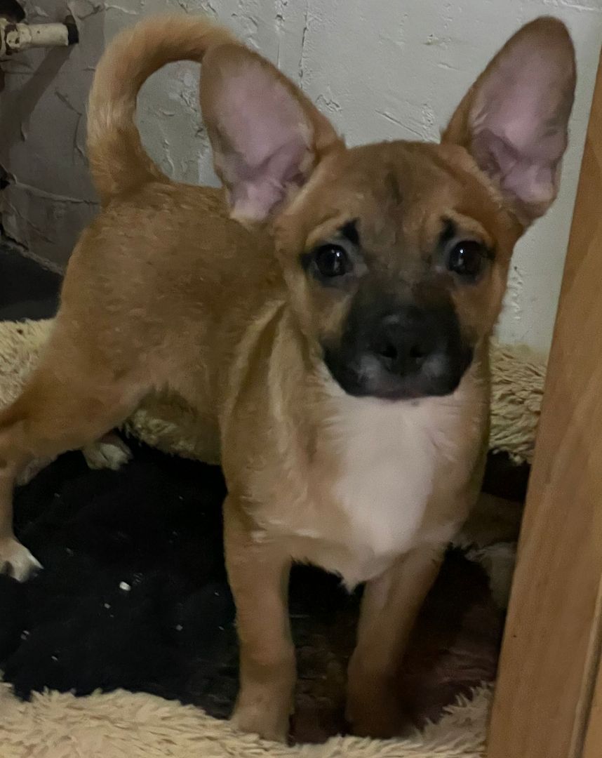 Bullispitz suchen ein neues Zuhause