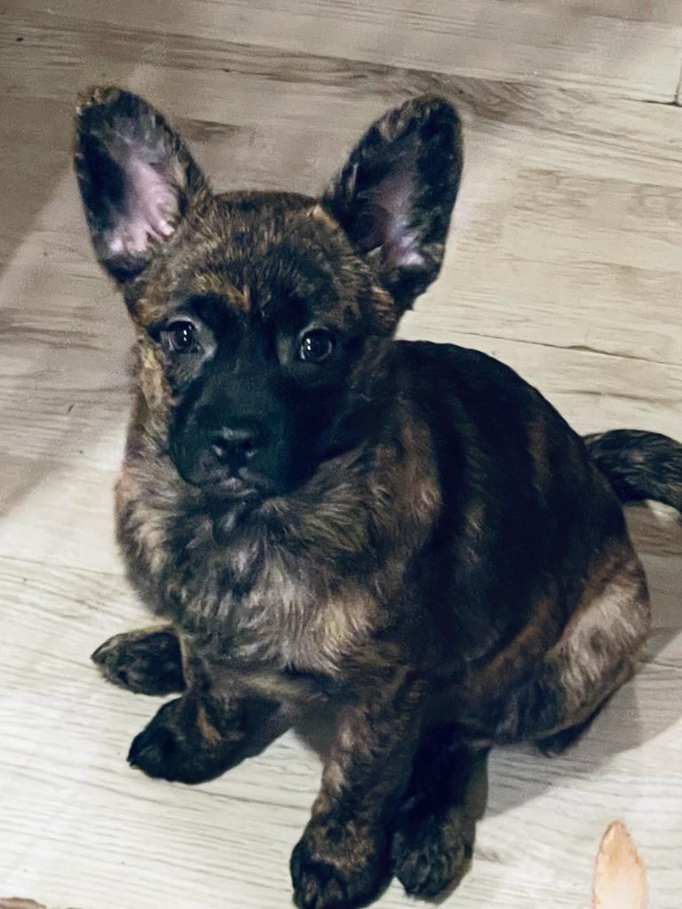 Bullispitz suchen ein neues Zuhause