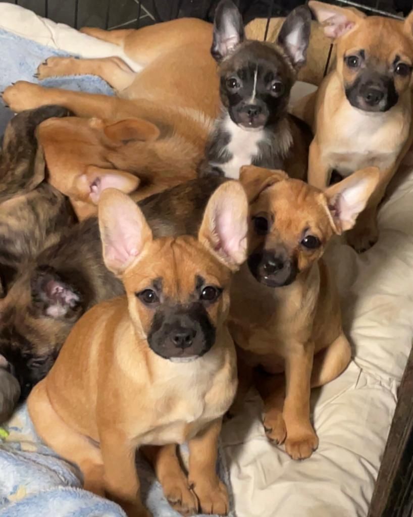 Bullispitz suchen ein neues Zuhause