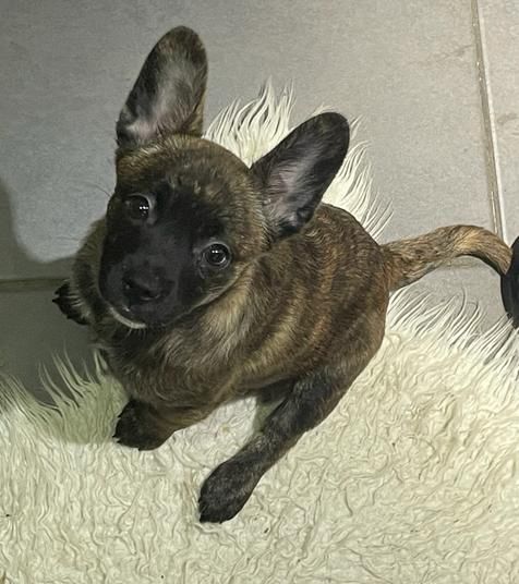 Bullispitz suchen ein neues Zuhause