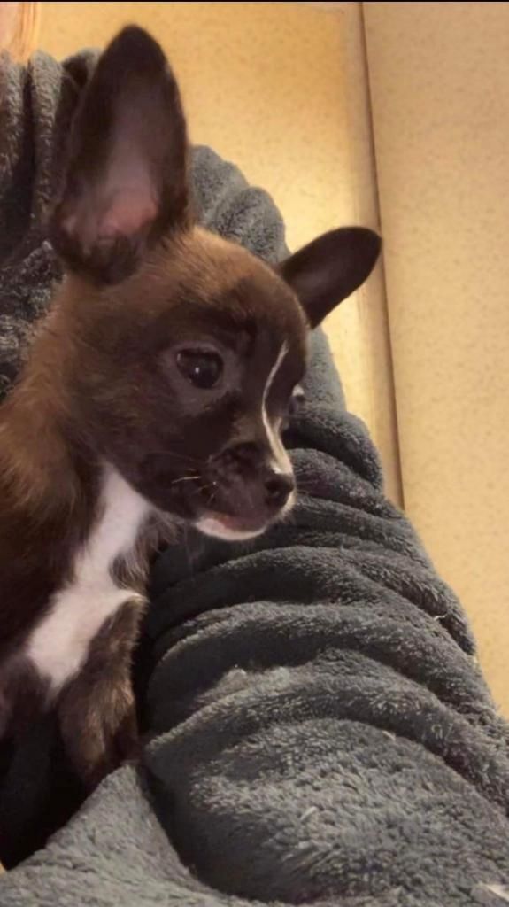 Bullispitz suchen ein neues Zuhause