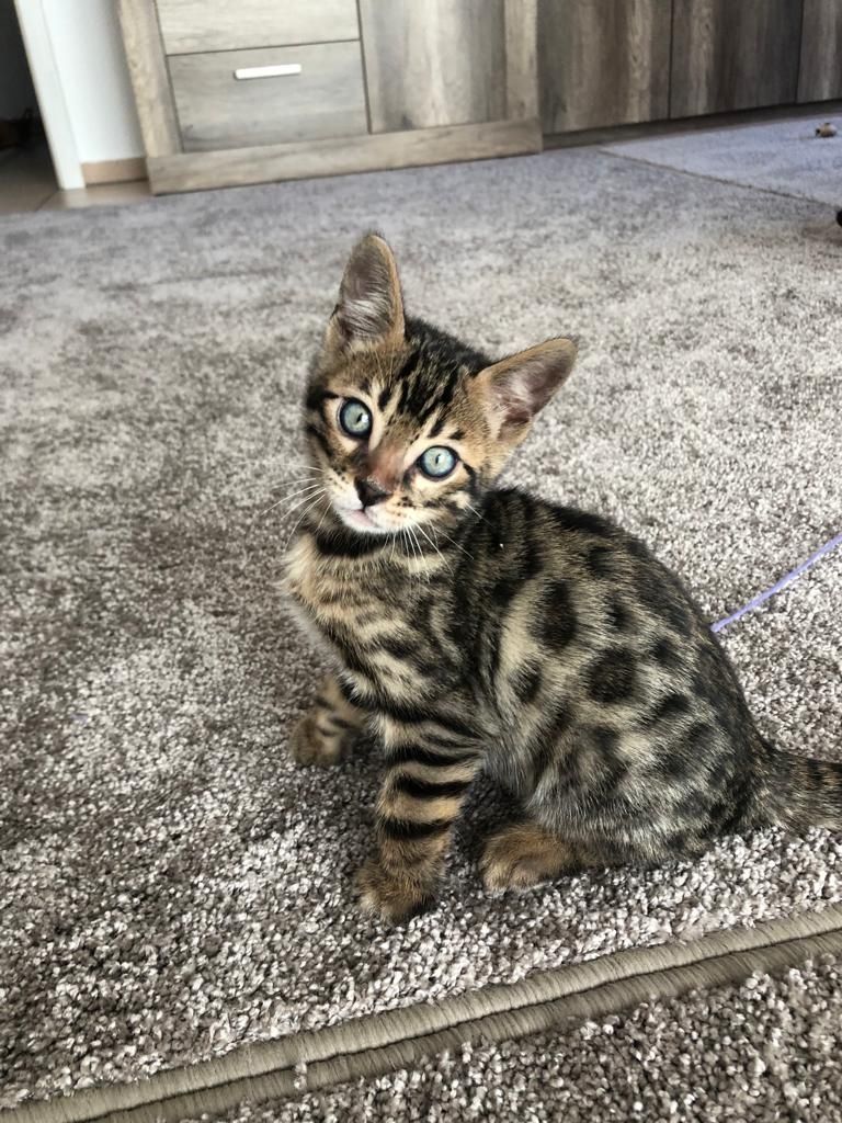 Bengalische Kater mit Stammbaum zu verkaufen