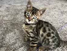 Bengalische Kater mit Stammbaum zu verkaufen