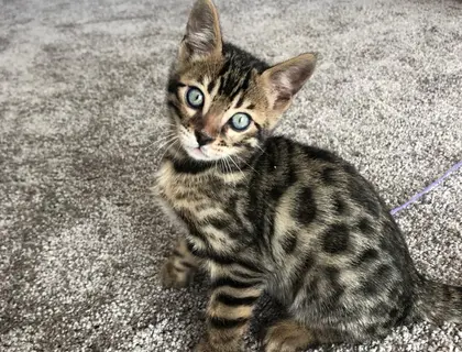 Bengalische Kater mit Stammbaum zu verkaufen