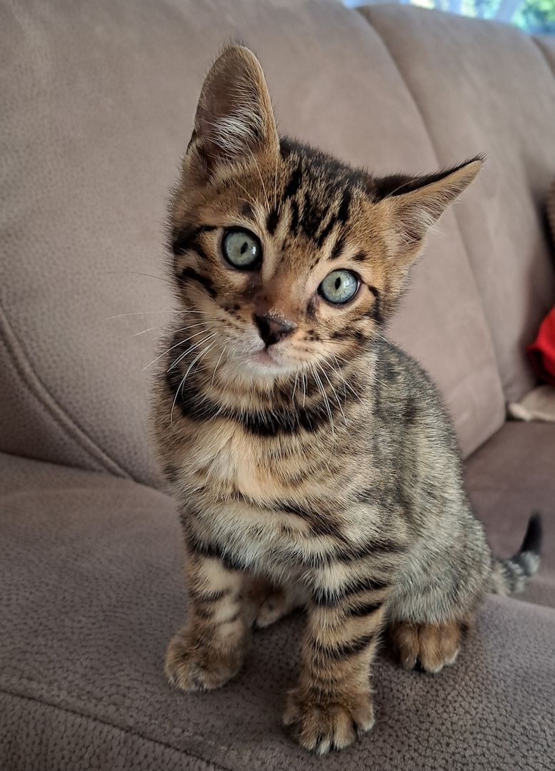 Bengalische Kater mit Stammbaum zu verkaufen