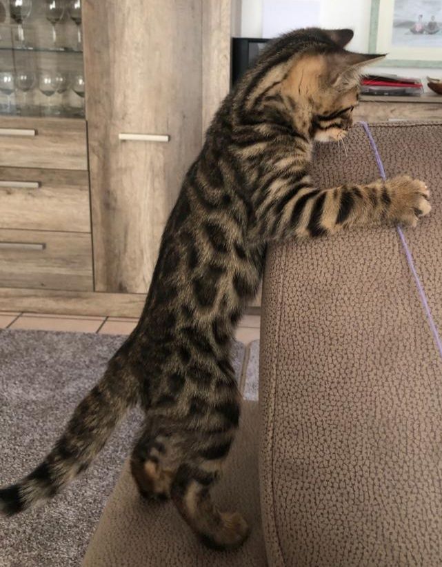 Bengalische Kater mit Stammbaum zu verkaufen