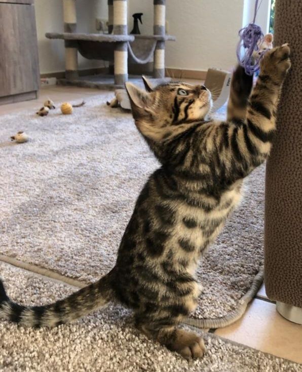 Bengalische Kater mit Stammbaum zu verkaufen