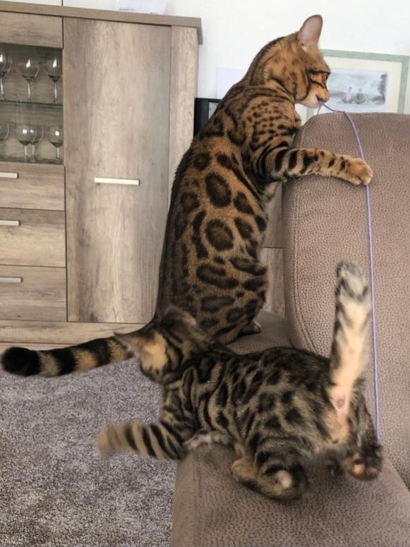 Bengalische Kater mit Stammbaum zu verkaufen