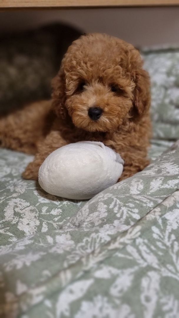 Zwergpudel Männchen