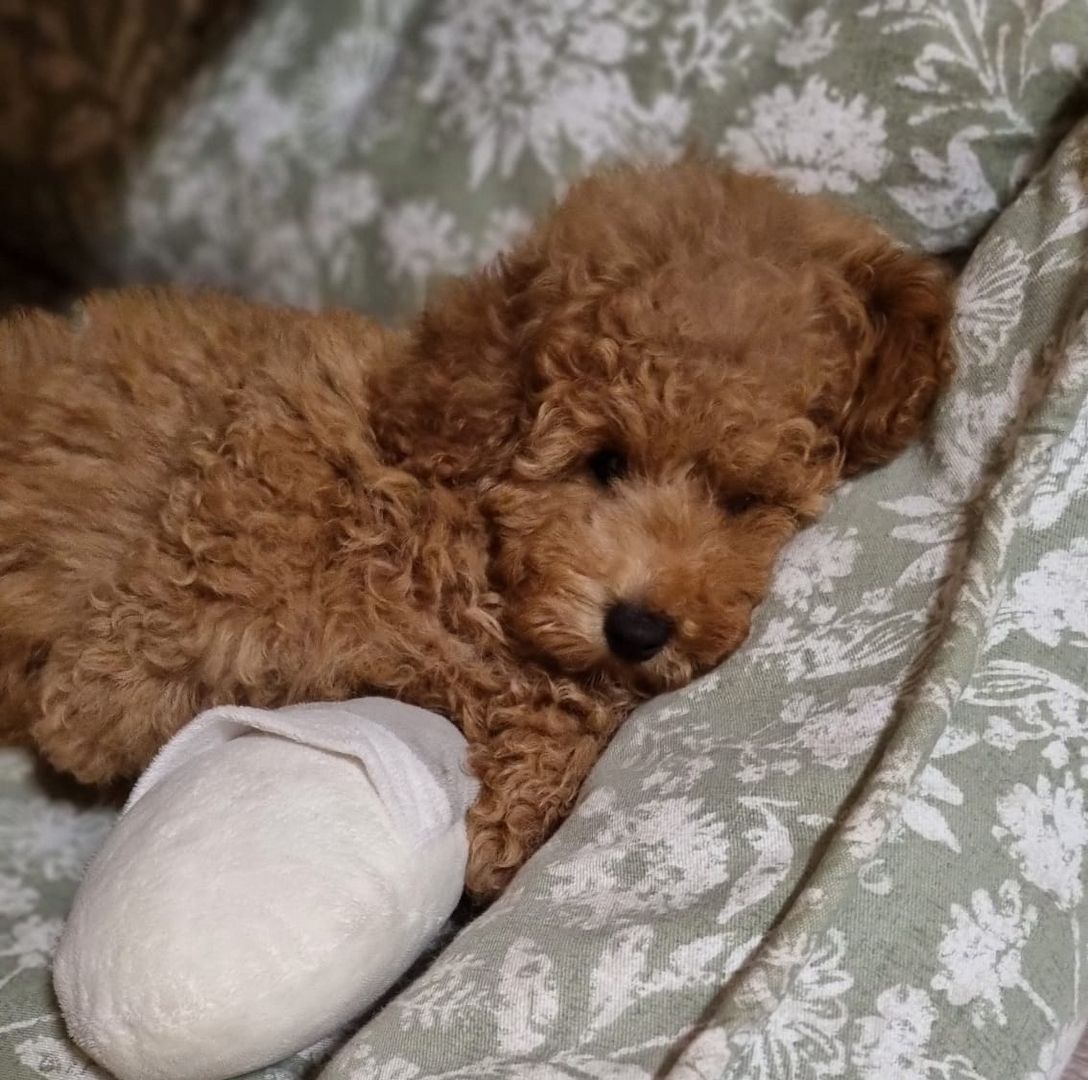 Zwergpudel Männchen