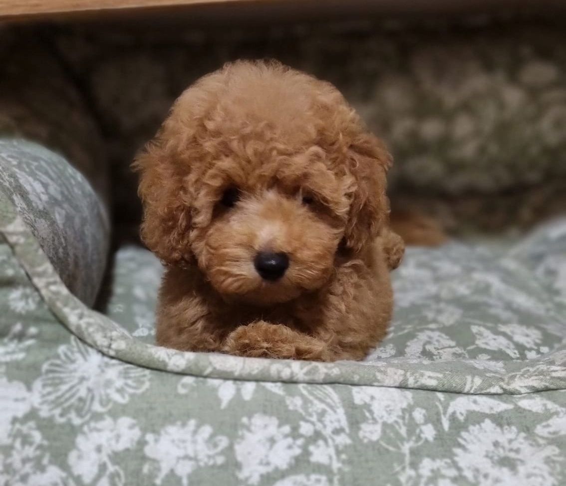 Zwergpudel Männchen