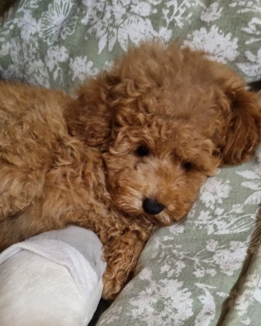 Zwergpudel Männchen