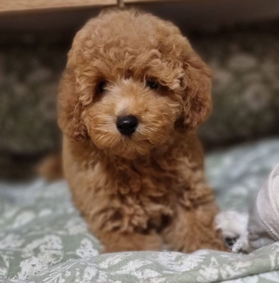 Zwergpudel Männchen