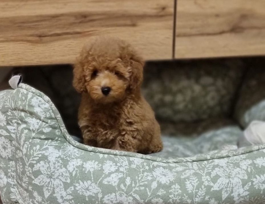 Zwergpudel Männchen