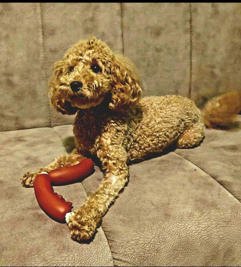 Zwergpudel Männchen