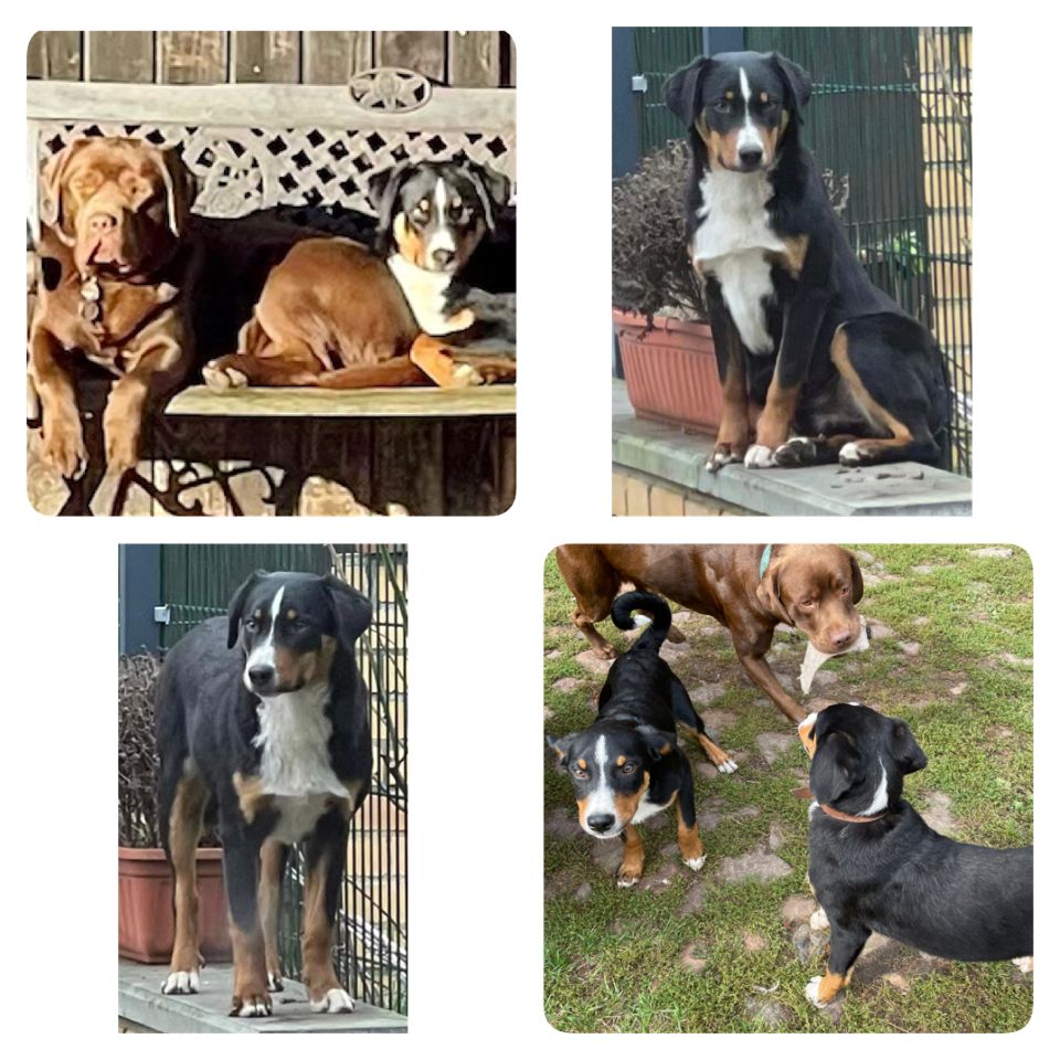 Appenzeller Sennenhund m. Papieren aus Familienaufzucht Appenzeller Sennenhund m. Papieren aus Familienaufzucht