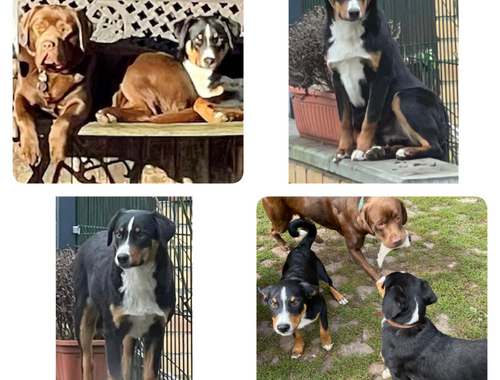 Appenzeller Sennenhund m. Papieren aus Familienaufzucht