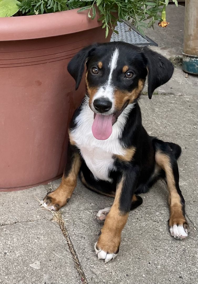 Appenzeller Sennenhund m. Papieren aus Familienaufzucht Appenzeller Sennenhund m. Papieren aus Familienaufzucht