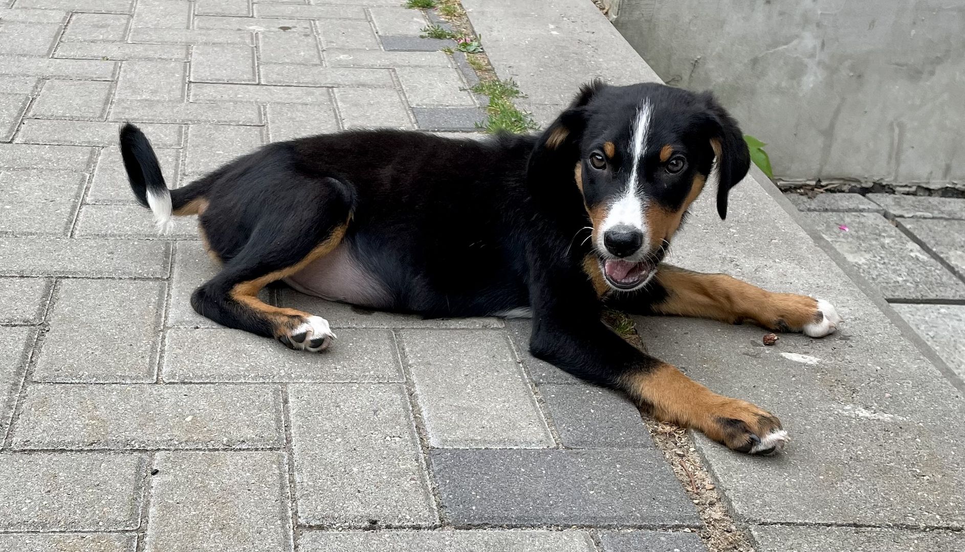 Appenzeller Sennenhund m. Papieren aus Familienaufzucht Appenzeller Sennenhund m. Papieren aus Familienaufzucht