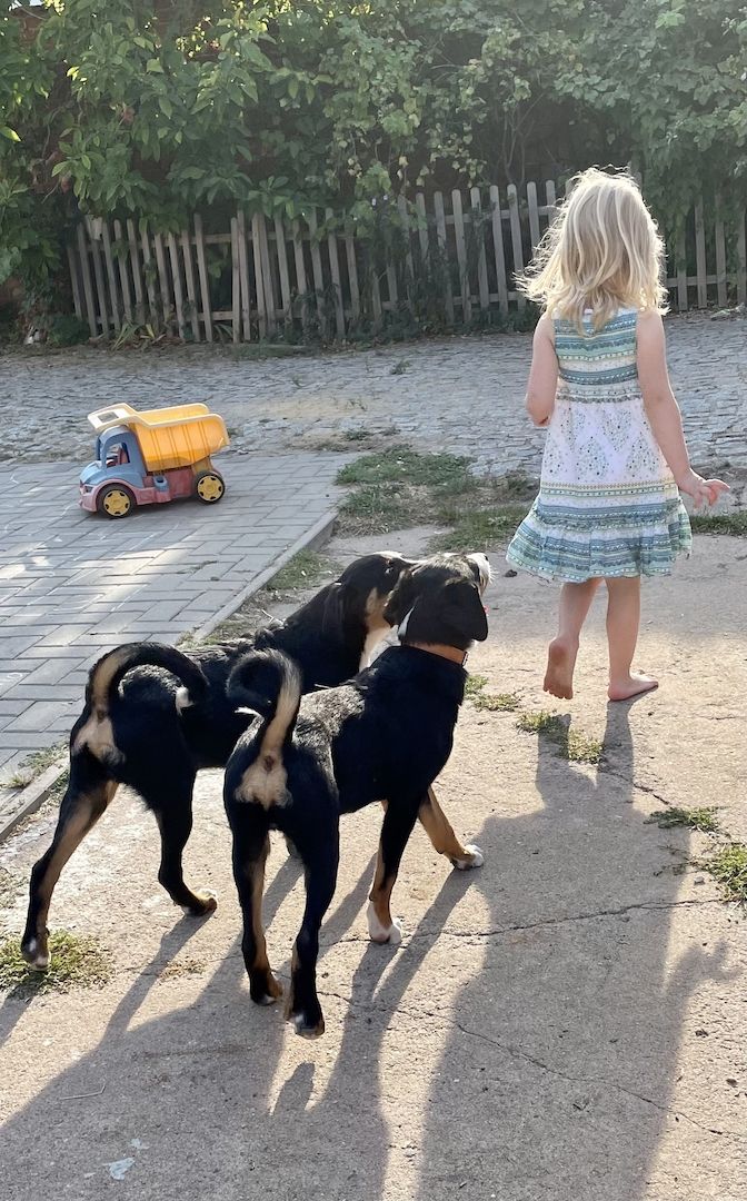 Appenzeller Sennenhund m. Papieren aus Familienaufzucht Appenzeller Sennenhund m. Papieren aus Familienaufzucht
