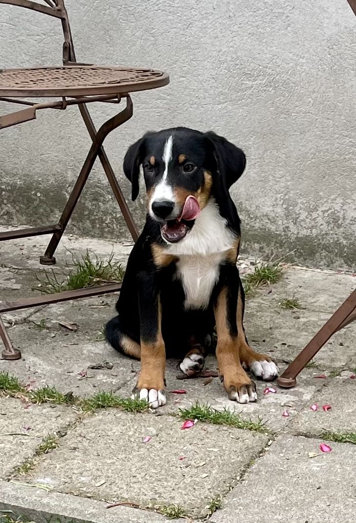 Appenzeller Sennenhund m. Papieren aus Familienaufzucht Appenzeller Sennenhund m. Papieren aus Familienaufzucht