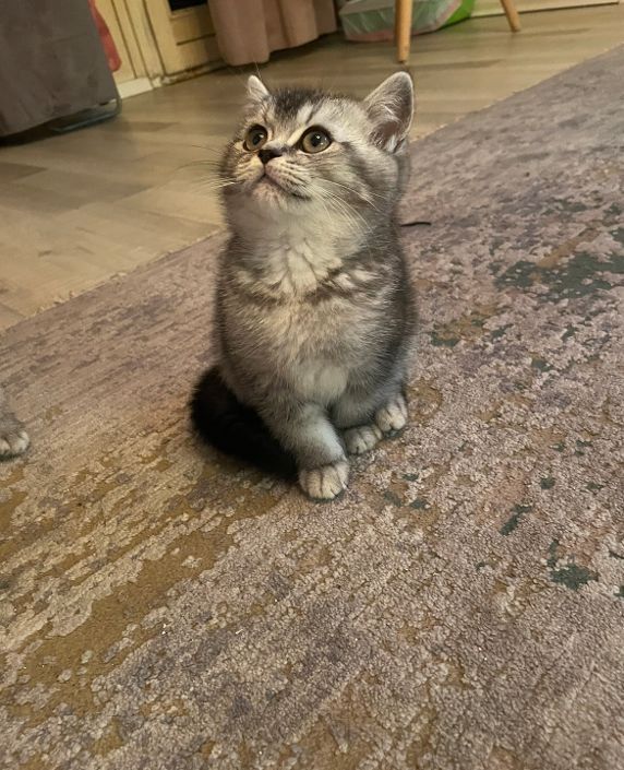 BKH silver black shaded