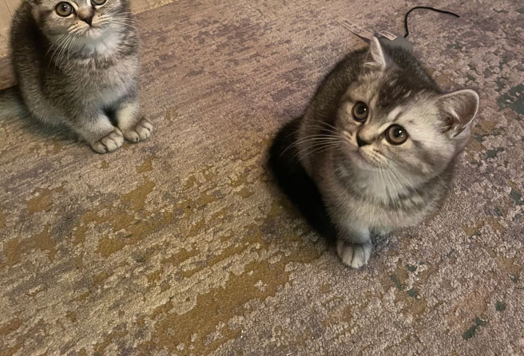 BKH silver black shaded