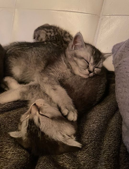 BKH silver black shaded