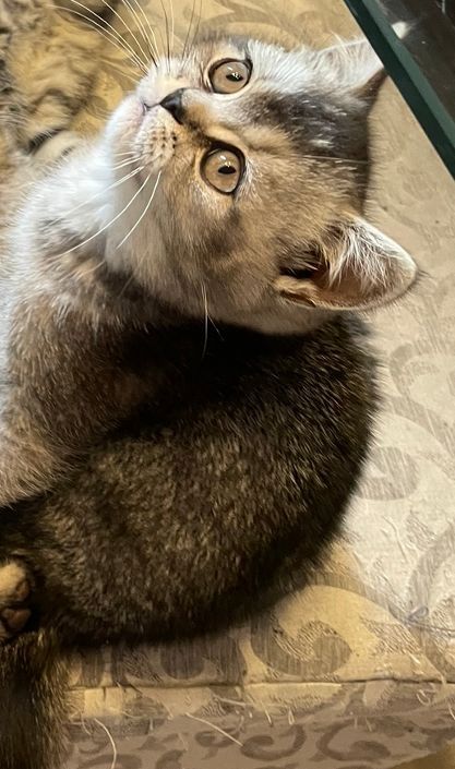 BKH silver black shaded