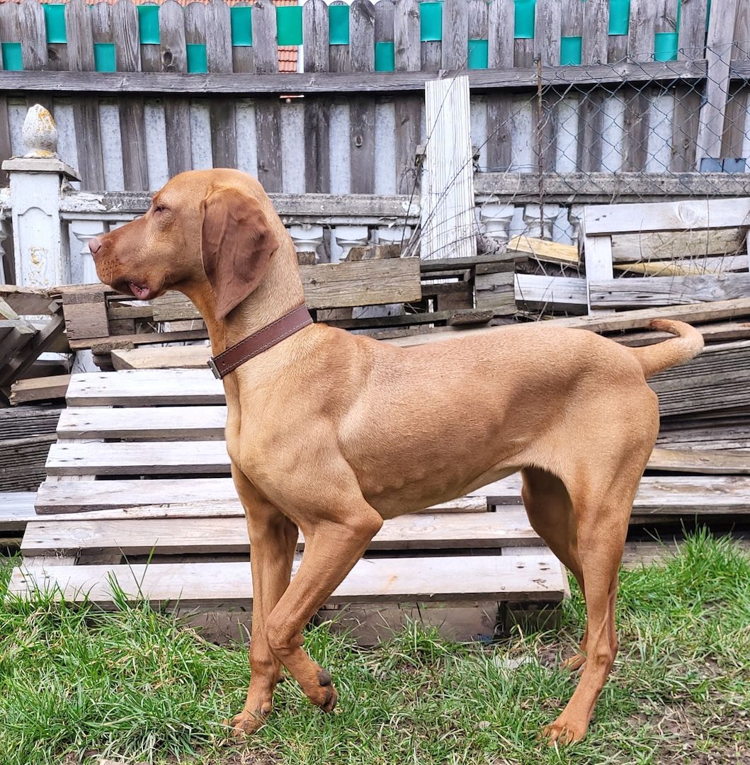 Magyar vizsla